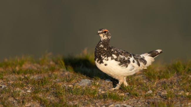 Samebyn Ruvhten sijte har begärt avlysning på sina året runt-marker i fjällen under hela småviltsjakten, det vill säga ripjakten.