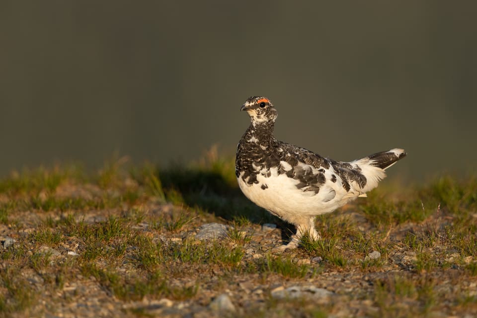 Samebyn Ruvhten sijte har begärt avlysning på sina året runt-marker i fjällen under hela småviltsjakten, det vill säga ripjakten.