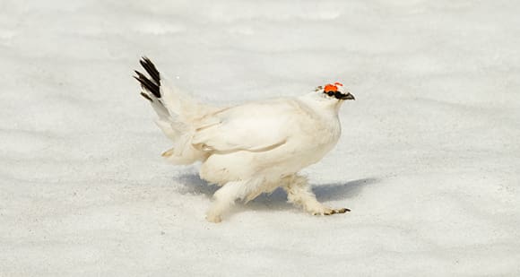 Beslutet som togs om att ändra reglerna för fjälljakten 2012 har ännu inte satts i verket.