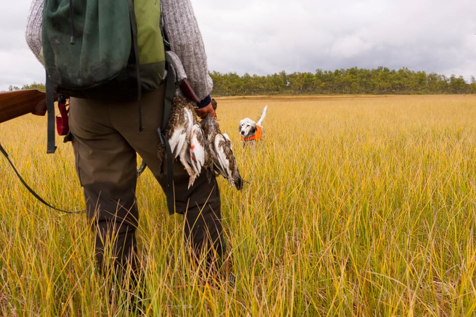 Samebyförvaltningen av ripjakten på statlig mark i fjällen i form av Tåssåsenmodellen slopas i år. Det är länsstyrelserna som har driften och allt sköts via webbsystemet i natureit.se.