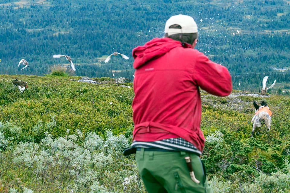 Både i Sverige och Norge är det ett bra eller till och med rekordstort ripår, främst i Jämtland. Men det blir ändå max tre jaktmandagar per kvadratkilometer i Jämtland även i år.