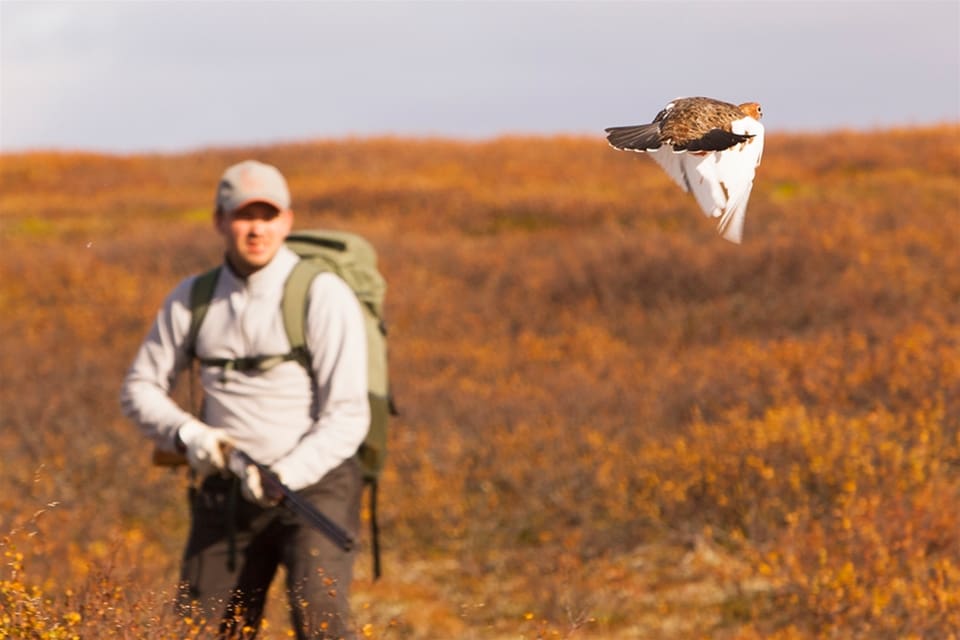 Flera utländska jägare har skaffat sig mer tillgång till småviltsjakt i de svenska fjällen genom att köpa in sig i billiga fastigheter.