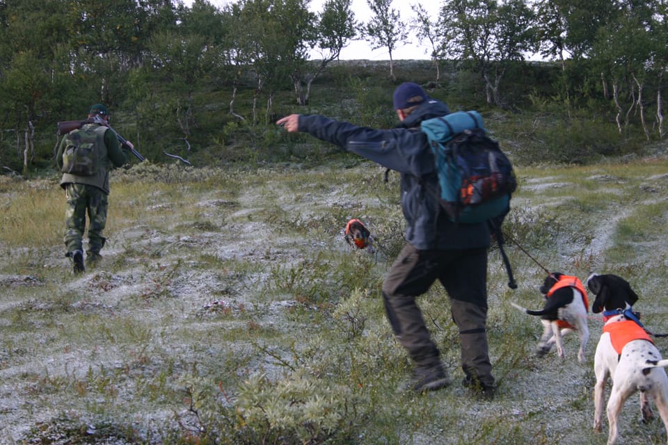 Att länsstyrelsen i Jämtland, men inte i Norrbotten, avlyser ripjakten när samebyarna ska jaga älg i september är ett exempel som får kritik i en revisionsrapport. Det behövs klarare beslutsgångar och samverkan i Jämtlands jaktfrågor, enligt rapporten.