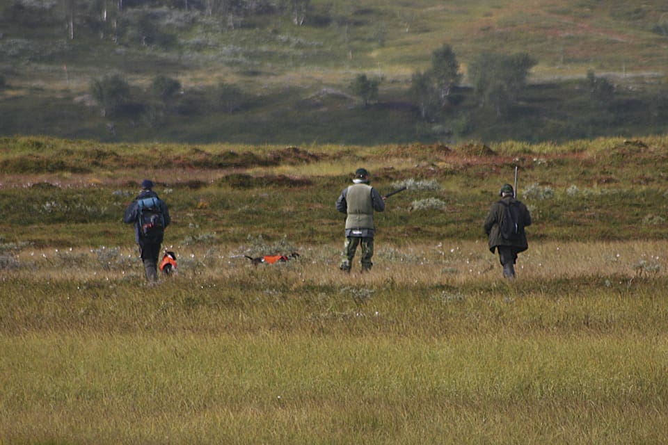 För att få jaga ripa på statens mark i fjällen krävs att man anmäler sig, och sista anmälningsdagen är den 23 maj.