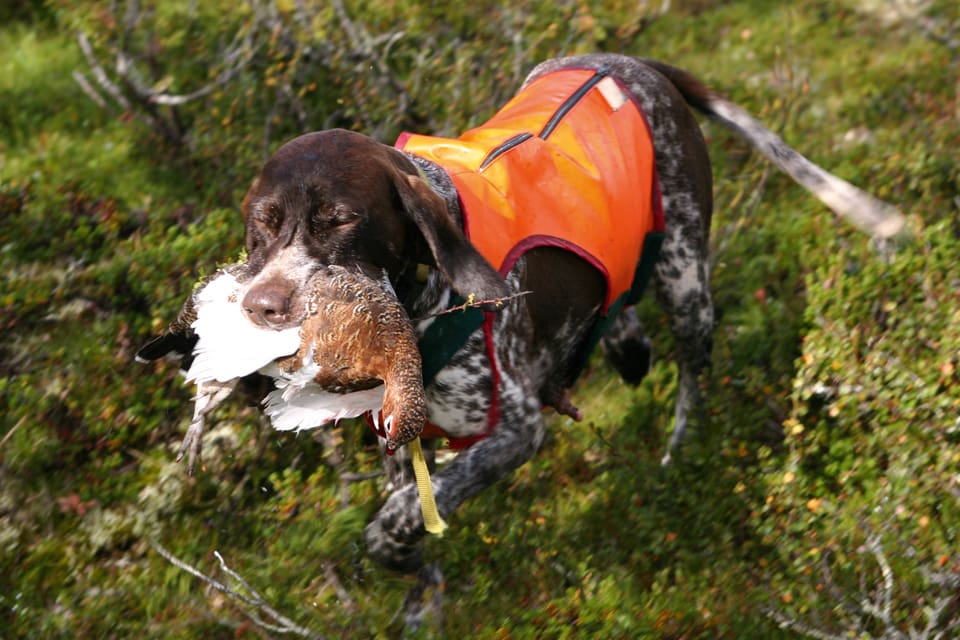 Regelverket kring småviltsjakt ovan odlingsgränsen och på renbetesfjällen, där jägare bosatta i Sverige har förtur, dröjer till tidigast nästa år.