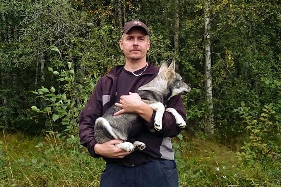Vargen stod alldeles utanför huset när Robert Larsson släppte ut jämthundsvalpen Kastor.
