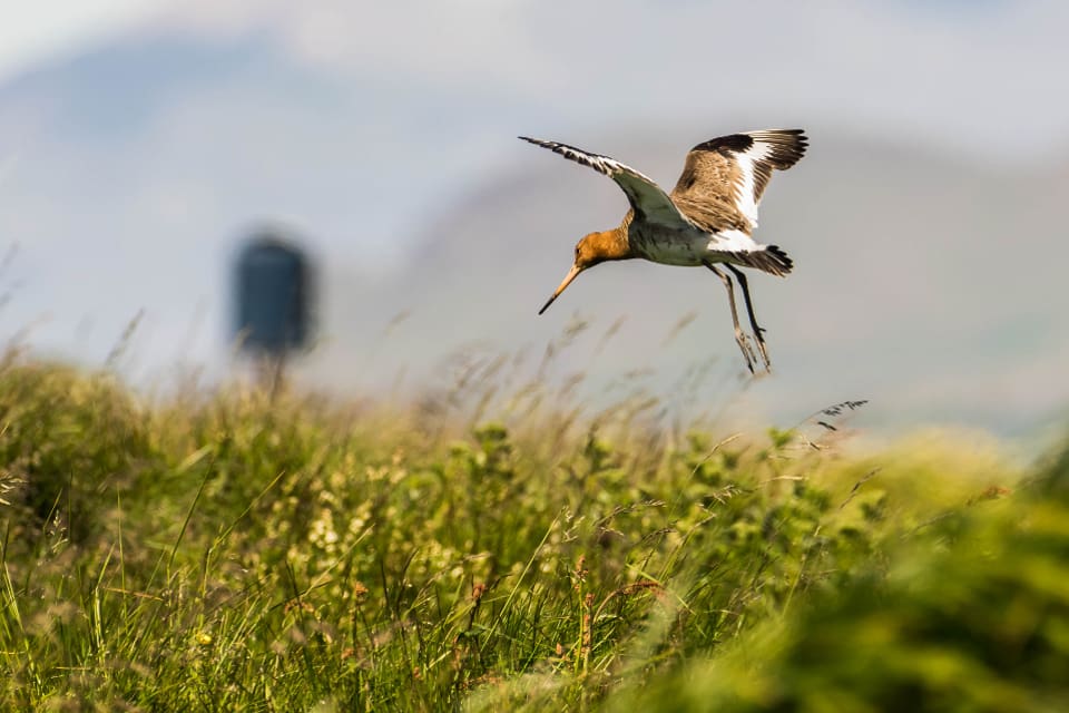 Rödspoven är en av de arter som tack vare predatorjakten har ökat i antal på Öland.