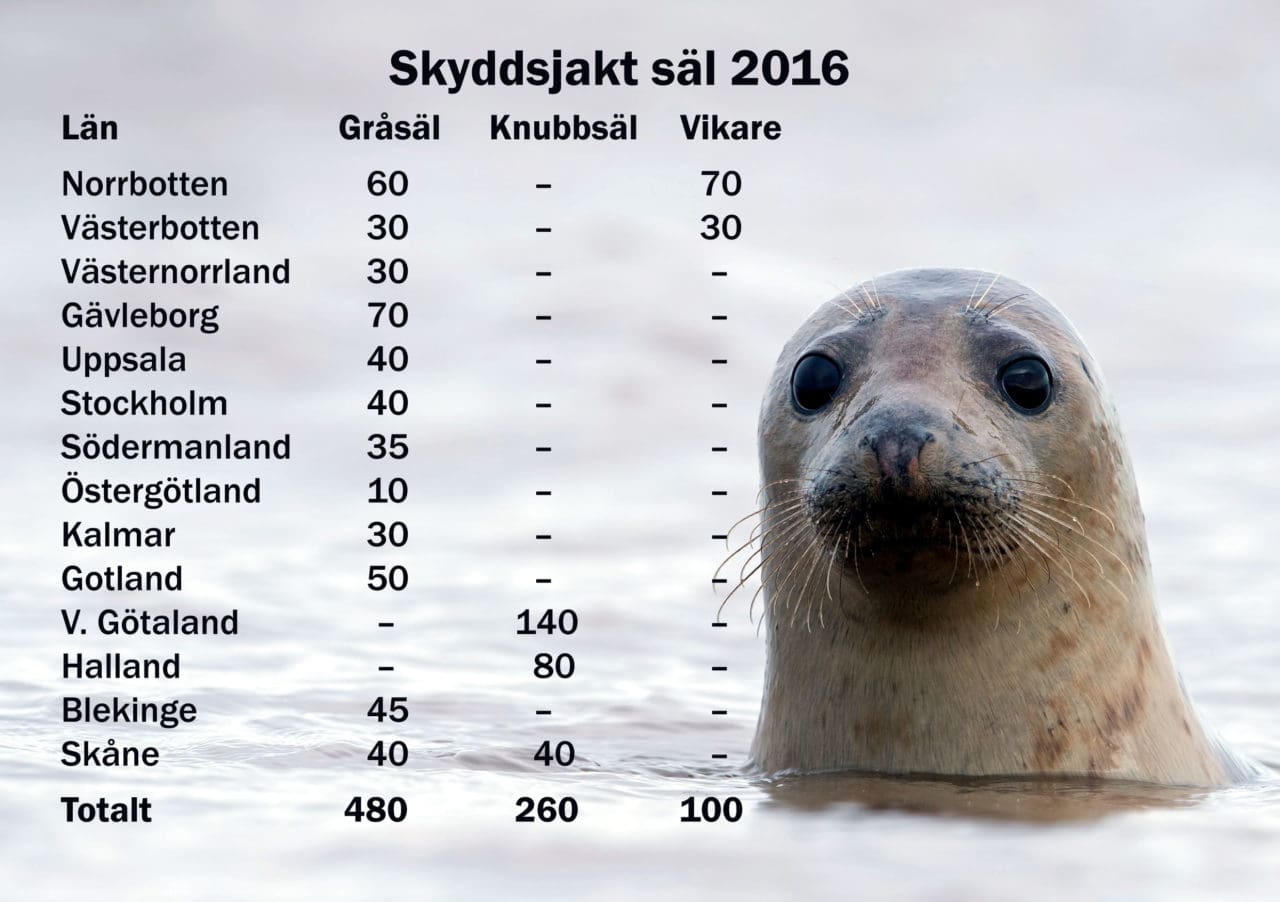 Så här ser tilldelningen ut län för län. Notera att beslutet innehåller detaljer om jaktområden och jakttider. Länk till beslutet finns i slutet av artikeln.