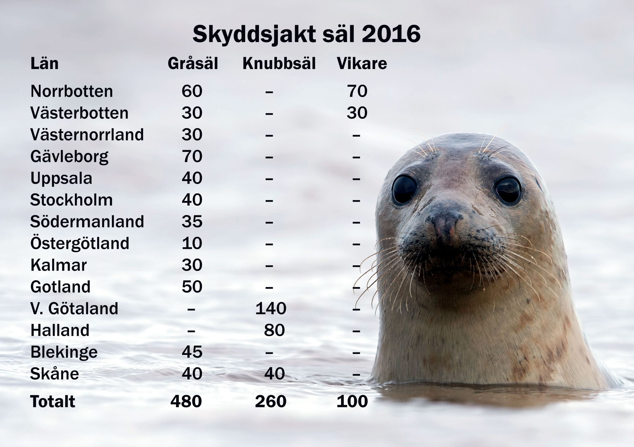 Så här ser tilldelningen ut län för län. Notera att beslutet innehåller detaljer om jaktområden och jakttider. Länk till beslutet finns i slutet av artikeln.