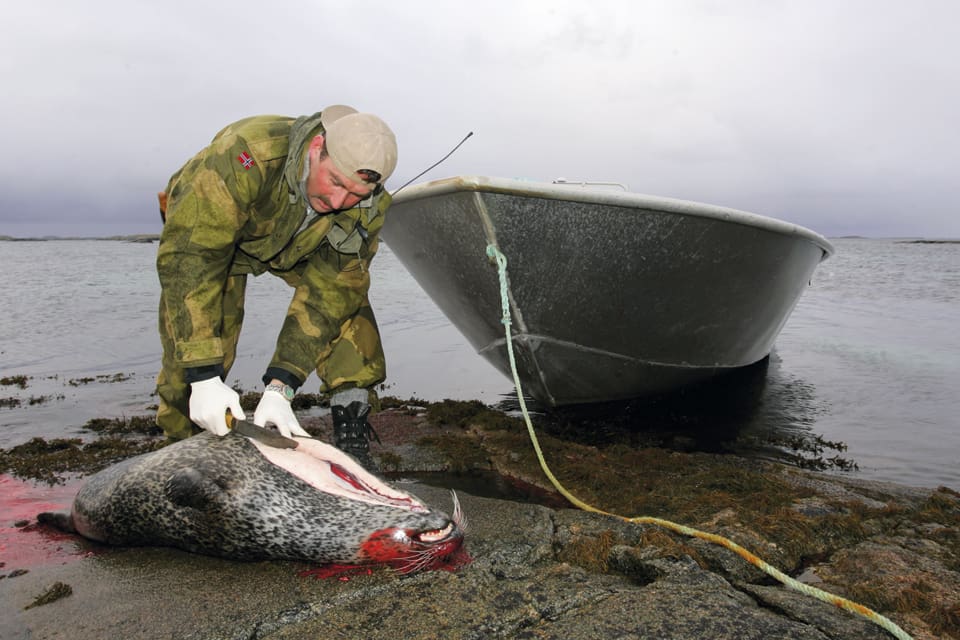 Skottpengar på säl skulle kunna göra att fler sälar skjuts under skyddsjakten för att freda yrkesfisket. Här tar en säljägare ur en fälld säl. Men varken köttet eller skinnet kan avyttras på grund av EU-regler.