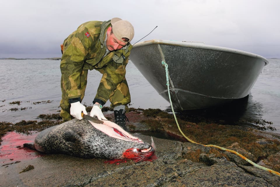Att få fler jägare som vill jaga gråsäl väntas först sedan licensjakt införts. Licensjakt ska prövas och sedan utvärderas under 2021, enligt den tidsplan som Naturvårdsverket fått.