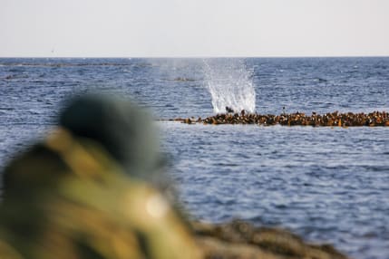 Nu är det bara tillåtet att skjuta säl från land. Naturvårdsverket öppnar för att tillåta att skott mot säl avlossas från båtar. Dessutom ska det undersökas om det går att använda studsarkulor som inte riskerar att studsa mot vattenytan.