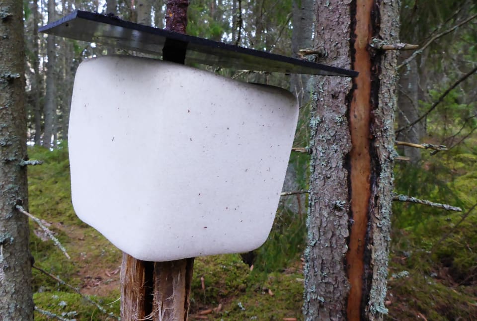 Även slickstenar är förbjudna i Norge eftersom de kan starta en smittkedja.