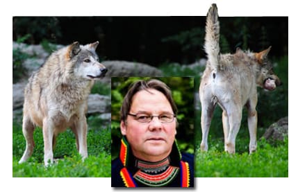 Vill ha buffertzon. Om Jörgen Jonsson och de övriga medlemmarna i de fem sydligaste samebyarna får som de vill blir det vargfritt bland renarna. På tisdagen framförde de till ministrarna Ek och Erlandssson att de vill ha en buffertzon på tio mil runt samebyarna.