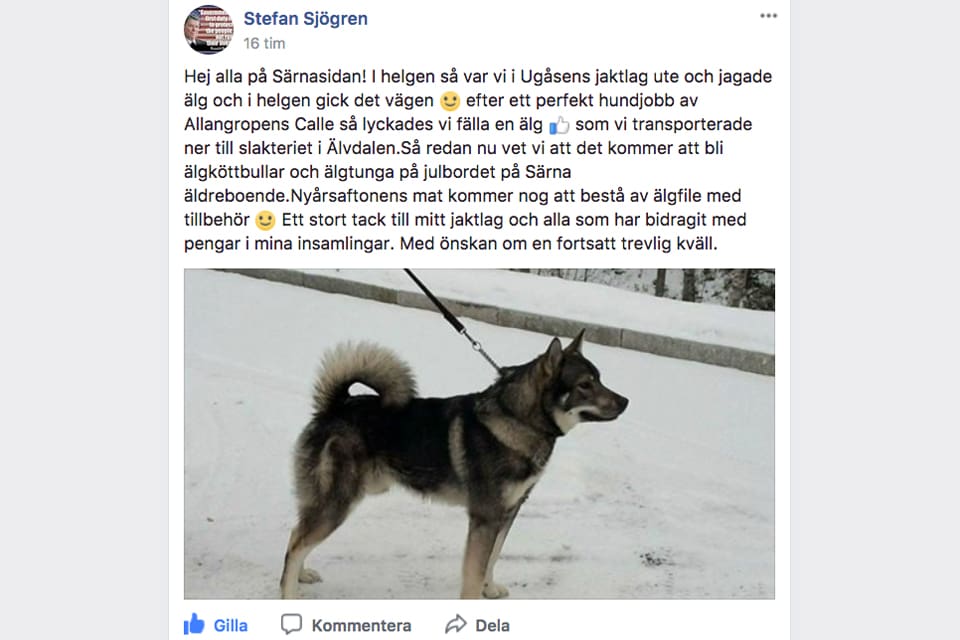 Stefan Sjögren meddelar den glada nyheten på Facebook. I helgen fällde Ugåsens jaktlag en älgtjur. Köttet skänks till äldreboendet i Särna för att åldringarna ska få ett riktigt bra julbord och en fin nyårsmiddag.