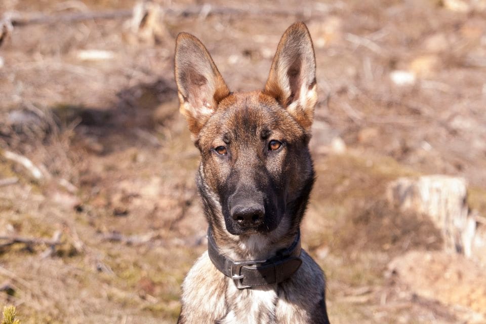 Det finns de som tycker att den attackerade kvinnans egen hund Brinna liknar en varg.