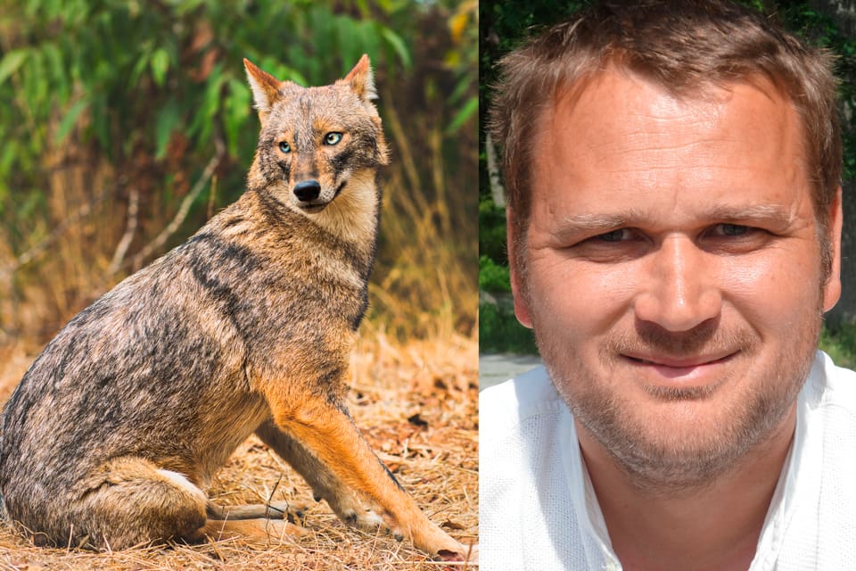 SLU-forskaren Carl-Gustaf Thulin, som jobbat för ”återförvilda” Sverige med visent som nytt vilt, tycker att kampanjen mot invasiva arter är ensidig. Det kanske är bättre att välkomna nya arter som vitsvanshjort, guldschakal (bilden) och bisam istället för att bekämpa dem, anser han.