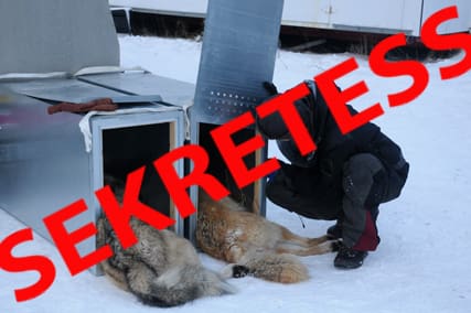 Vandring hemlighålls. Naturvårdsverket har beslutat att inte berätta på vargwebben ungefär var flyttvargarna uppehåller sig. Jakt & Jägare överklagar beslutet.