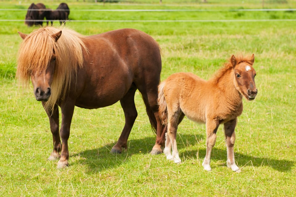 Sedan ett shetlandsföl dödats i en vargattack och stoet skadats kräver det tyska ridsportförbundet att det görs krafttag för att vargstammen ska hållas under kontroll. Tyskland kan ha drygt 1 000 vargar och förra årets utsattes cirka 1 500 tamdjur för vargattacker. (Arkivbild)