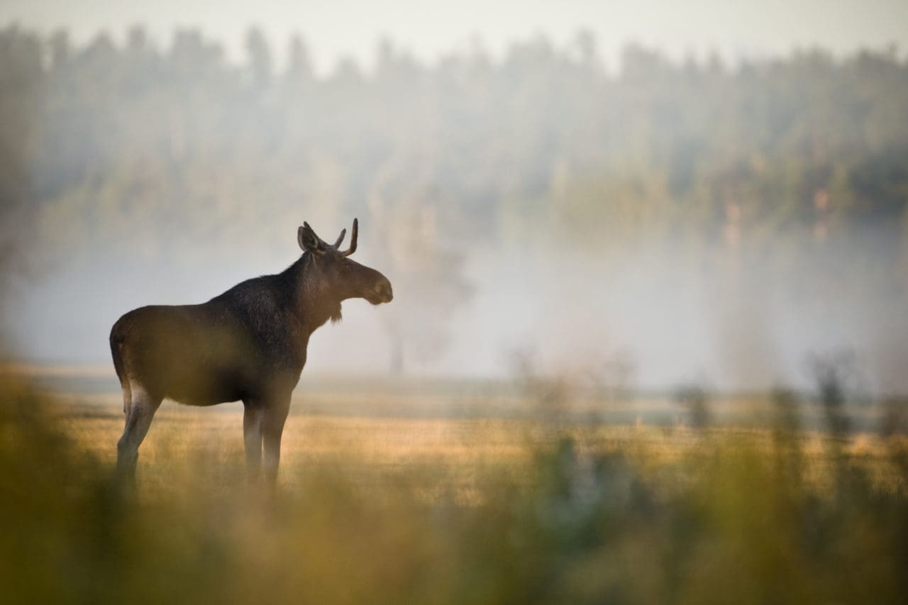 Jägarna i Västmanlands län missade målet med 178 vuxna älgar.