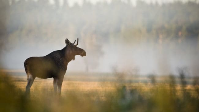 Jägarna i Västmanlands län missade målet med 178 vuxna älgar.