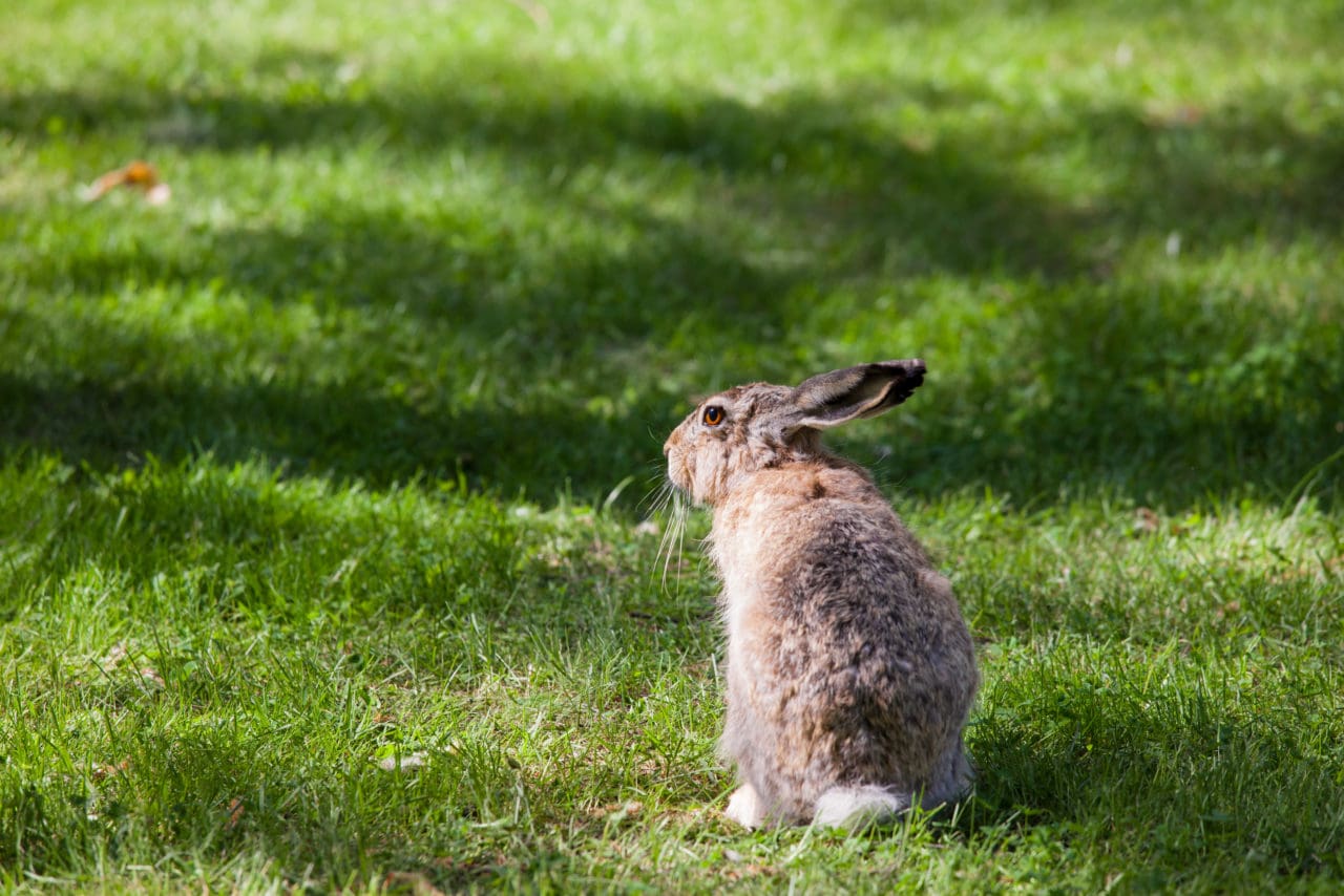 De vilda kaninerna i Kalmar kommer antagligen snart att drabbas av kaninpest eftersom populationen är för tät.
