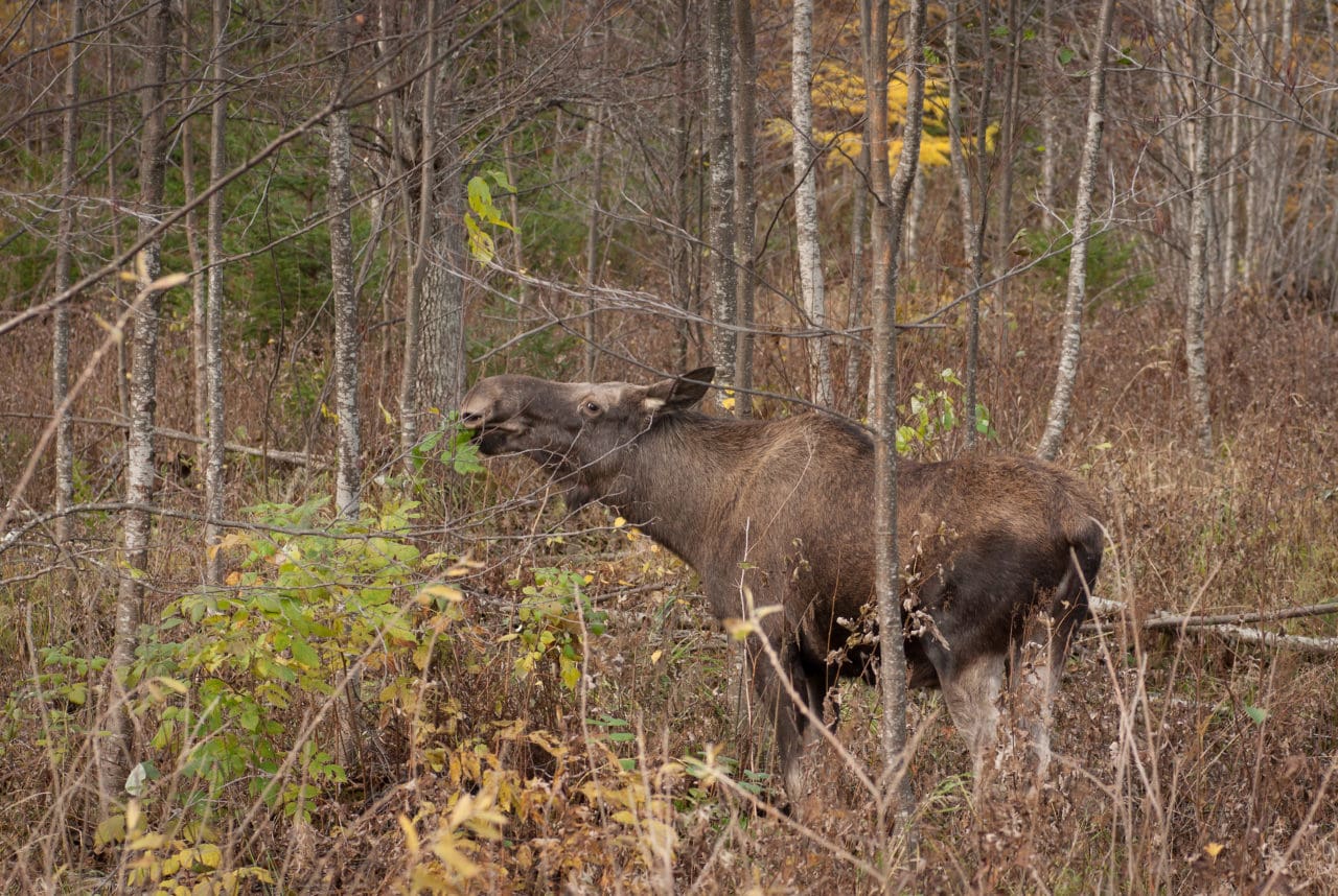 En jägare i Halland åtalas för jaktbrott då han tog älgen från grannens mark utan att meddela grannen.