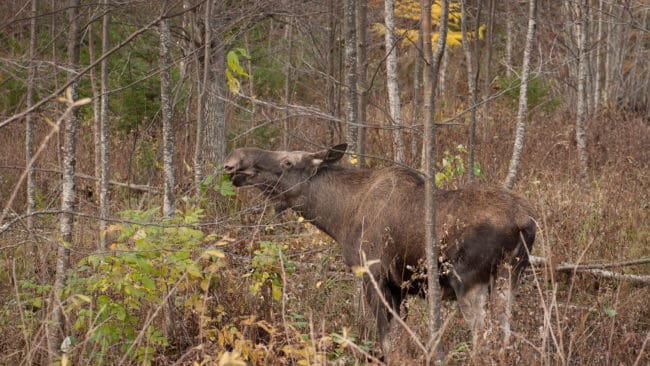 En jägare i Halland åtalas för jaktbrott då han tog älgen från grannens mark utan att meddela grannen.