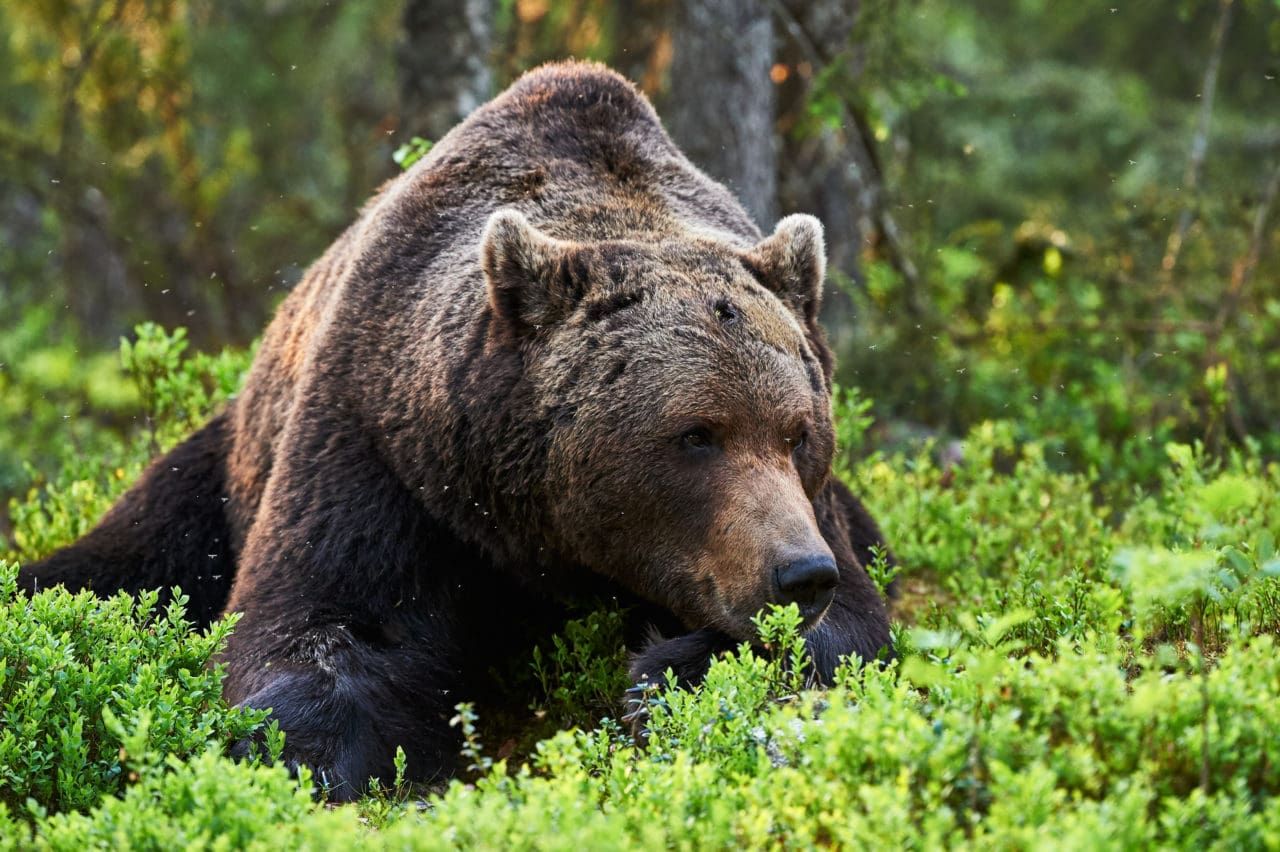 Hur många björnar finns i Norrbotten, ja det återstår att se.