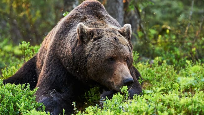 Hur många björnar finns i Norrbotten, ja det återstår att se.