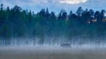 Björnstammen fortsätter att öka i Finland, det senaste året har den blivit tolv procent större, enligt Naturresursinstitutet Luke