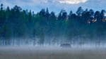 Björnstammen fortsätter att öka i Finland, det senaste året har den blivit tolv procent större, enligt Naturresursinstitutet Luke