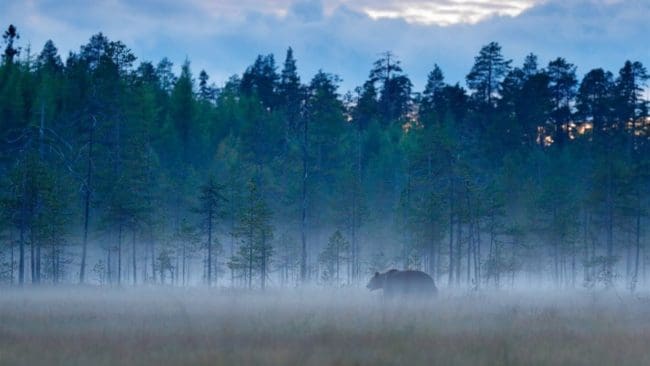 Björnstammen fortsätter att öka i Finland, det senaste året har den blivit tolv procent större, enligt Naturresursinstitutet Luke