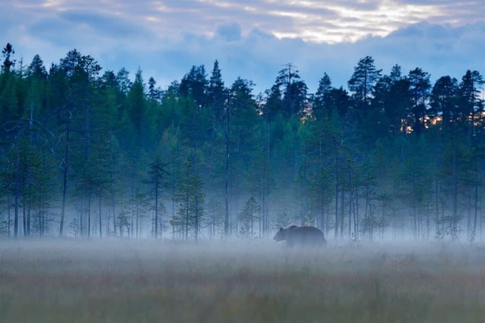 Björnstammen fortsätter att öka i Finland, det senaste året har den blivit tolv procent större, enligt Naturresursinstitutet Luke