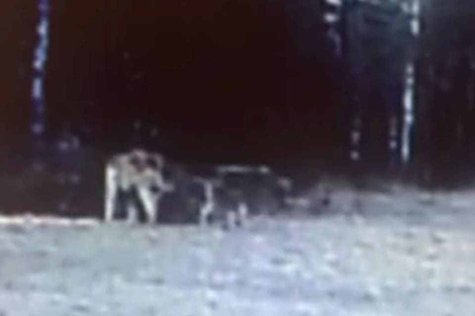 Vargparet i det nya reviret Siggefora filmade av länsstyrelsens uppsatta viltkamera i mars i år, när de krafsar och urinerar för att markera revir.