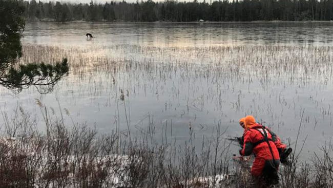 Två ytbärgare från räddningstjänsten ålade ut på den tunna isen på sjön Bornan i Norrtälje kommun för att dra in ett rådjur från en isvak. Jakthunden som stod vid vaken tog sig själv i land och överlevde dramat.