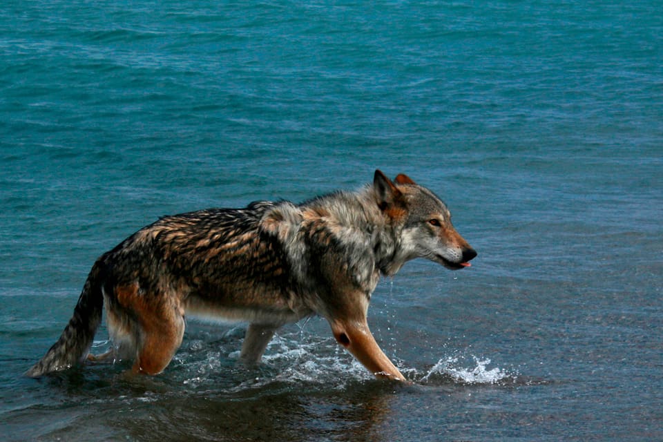 Vargarna som jagades i Stora Bör-reviret med hundar slank förbi passkyttar som inte fick skottläge och kom undan genom att simma över en sjö. (Arkivbild)