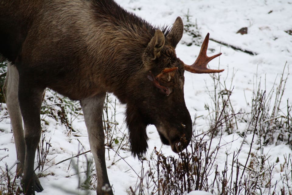 Den självdöda finska älgen hade inte den typ av smittsam CWD som finns på många håll i Nordamerika, uppger det norska Veterinaerinstituttet. Sjukdomstecken på levande djur är att de hänger med huvudet och kan dregla. (Arkivbild)