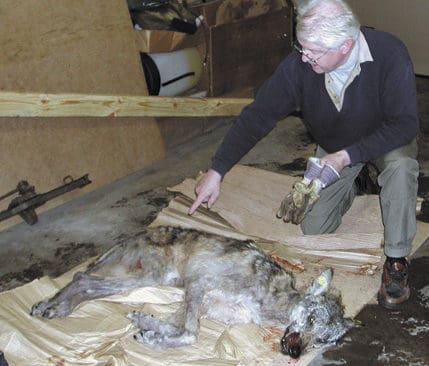 Fyra skabbangripna vargar från Laxå-Hasselforsreviret avlivades 2002. Vargspåraren Sven-Olof Svensson studerar en märkt vargtik som föddes i maj 2000 och avlivades när den helt orädd kom till byn Sirbo. Den här tiken hade inte lika stora skabbangrepp som de andra tre avlivade vargarna.