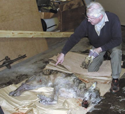 Fyra skabbangripna vargar från Laxå-Hasselforsreviret avlivades 2002. Vargspåraren Sven-Olof Svensson studerar en märkt vargtik som föddes i maj 2000 och avlivades när den helt orädd kom till byn Sirbo. Den här tiken hade inte lika stora skabbangrepp som de andra tre avlivade vargarna.