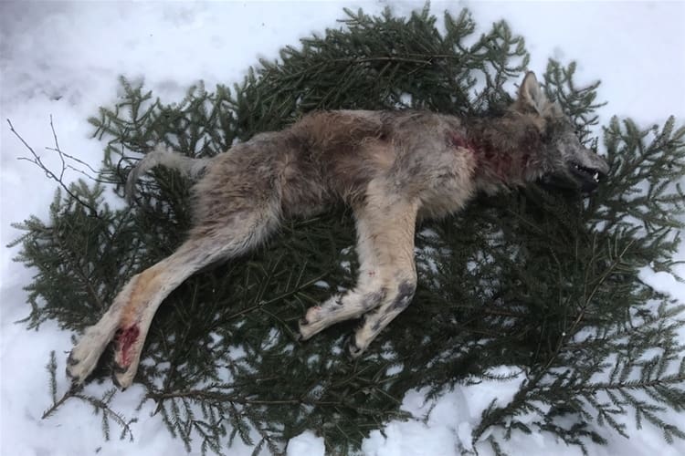 Här är den fällda skabbvargen som räknas bort från licenskvoten på sex vargar i Dalarna. Det innebär att det nu får skjutas en till varg i Flatenområdet, som dock gjorts mindre i öster.