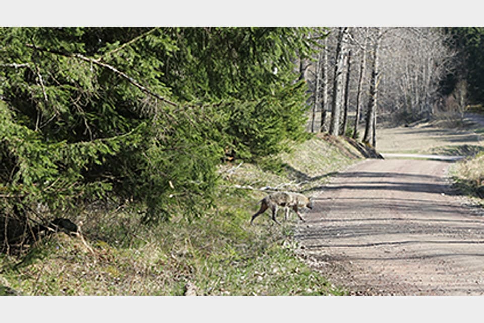 Varg med skabbangripen svans som upptäcktes vid Sjösa, strax norr om Nyköping i Södermanland, för snart två år sedan. Nu har en svårt skabbangripen varg, nästan helt utan päls, upptäckts väster om Gnesta.