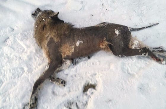 Två vargar som fällts i Värmland var drabbade av skabb. Denna varg är dock en annan som fälldes i Östmark i Värmland för ett år sedan. (Arkivbild)