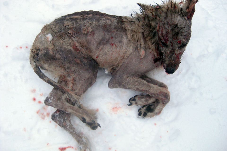 Här är en annan skabbvarg som förlorat i nästan all päls. Skabbvargen utanför Gnesta i Södermanland ska avlivas av länsstyrelsens egna skyddsjägare. (Arkivbild)