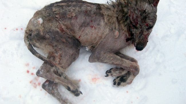 Arkivbild på svårt skabbdrabbad varg som förlorat nästan all päls. Nu har vargen i Södermanland, som upptäckts med lika allvarliga skabbskador, avlivats.