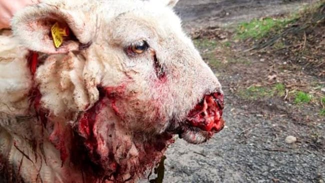 En av ”mulbitarens” offer i det tyska förbundslandet Schleswig-Holstein i februari. Nu har den danskfödda vargen återvänt till Jylland.