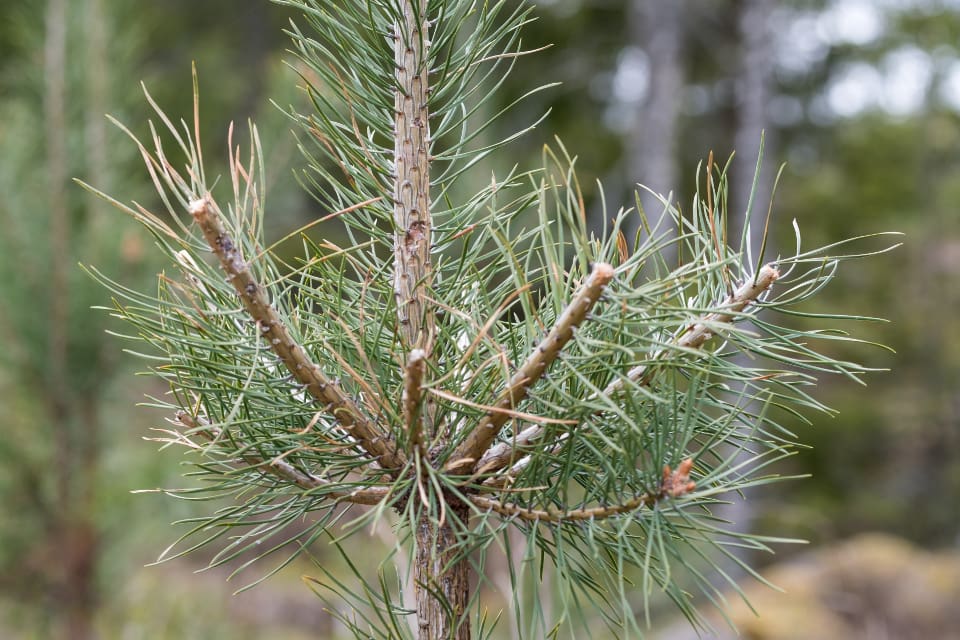 För skogsägaren blir den ekonomiska konsekvensen av viltskador förhållandevis liten, enligt en ny studie från AB Karl Hedins sågverk i Krylbo.