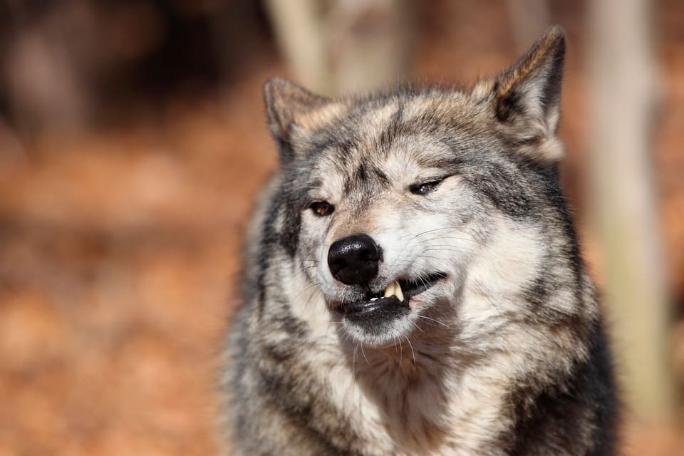 Efter cirka fyra timmar kunde eftersöksjägaren avliva den svårt skadade vargen som släpat sig till skogs efter att ha blivit påkörd söder om Storfors i Värmland. (Arkivbild)