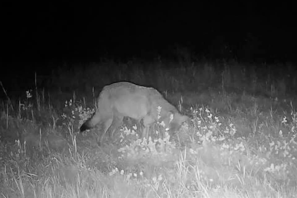 Den skadskjutna vargen fotograferades av en viltkamera i Linghed i slutet av augusti. Skottskadan syns som en mörk fläck på höger framben.