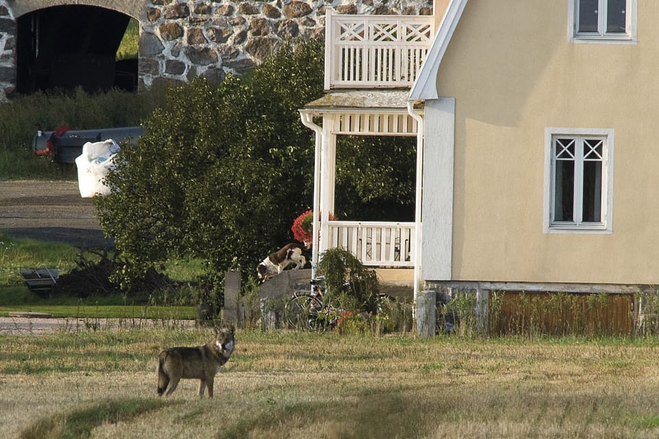 Skånevargen på gårdsbesök utanför Kristianstad. Gårdshunden är på väg ned för trappen. I ett sådant här läge borde gårdsfolket ha rätt att på eget initiativ skjuta vargen, anser Jägarnas Riksförbund och begär en ändring i jaktförordningen.